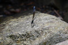 Psolodesmus mandarinus mandarinus