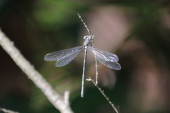 Lestes