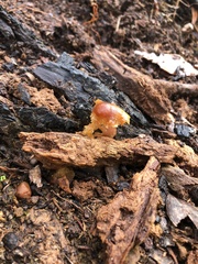 Gymnopilus eucalyptorum