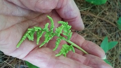 Sceptridium dissectum dissectum