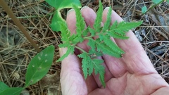 Sceptridium dissectum dissectum