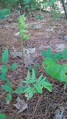 Sceptridium dissectum dissectum