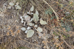 Salvia verbascifolia