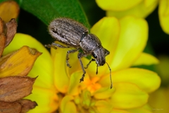 Naupactus leucoloma