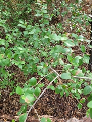 Forestiera pubescens