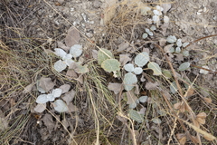 Salvia verbascifolia
