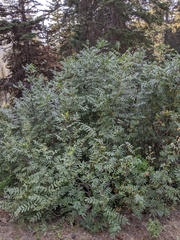 Sorbus scopulina