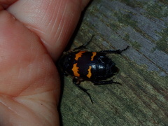 Nicrophorus tomentosus