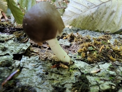 Bolbitius aleuriatus