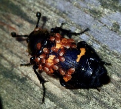 Nicrophorus tomentosus