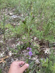 Liatris cylindracea
