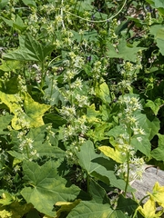 Echinocystis lobata