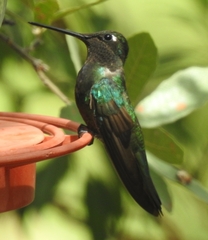 Eugenes fulgens