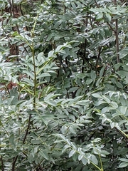 Sorbus scopulina