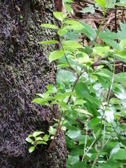 Geniostoma ligustrifolium