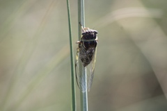 Diceroprocta viridifascia