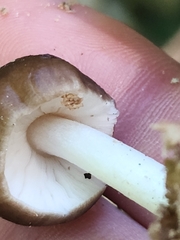 Bolbitius aleuriatus