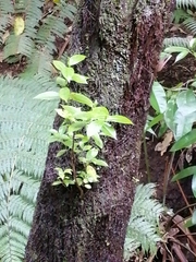 Geniostoma ligustrifolium