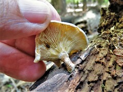 Lentinus tigrinus