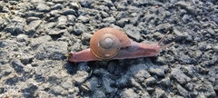 Ariophanta exilis
