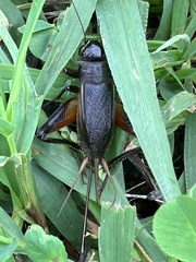 Teleogryllus emma
