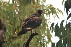 Hamirostra melanosternon