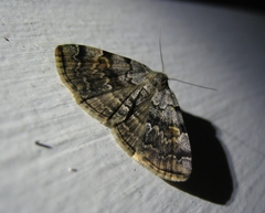 Idia americalis