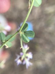 Lespedeza procumbens
