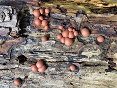 Daldinia childiae