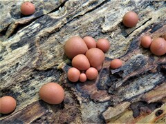 Daldinia childiae