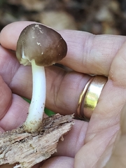 Bolbitius aleuriatus