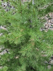 Larix occidentalis