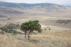 Juniperus polycarpos