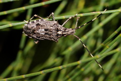 Alcaeus varicornis