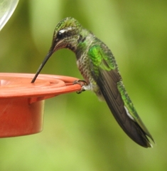 Eugenes fulgens