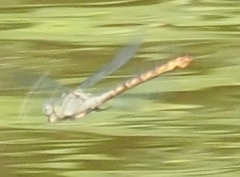 Erpetogomphus designatus