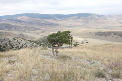 Juniperus polycarpos