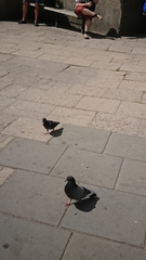 Columba livia domestica