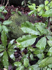 Glycosmis parviflora