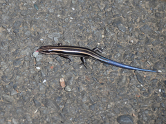 Plestiodon finitimus