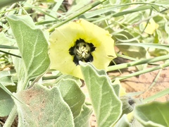 Physalis cinerascens