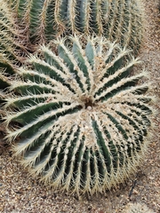 Kroenleinia grusonii