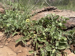 Physalis cinerascens