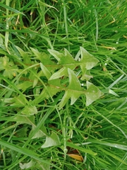Taraxacum