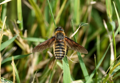 Poecilanthrax lucifer