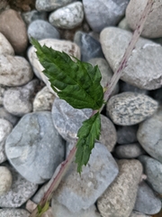 Rubus ursinus