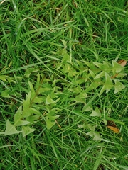 Taraxacum