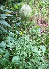 Pulsatilla occidentalis