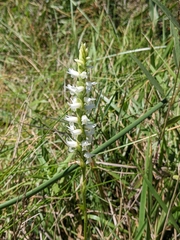 Spiranthes diluvialis
