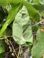 Oecophylla smaragdina